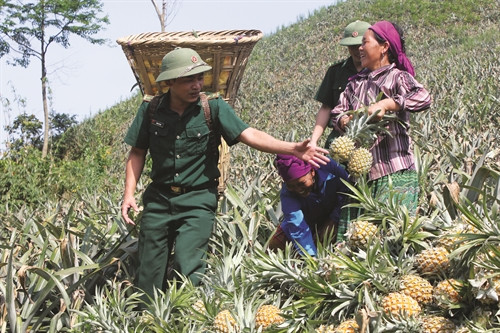 Chiến sĩ Đồn Biên phòng Bản Lầu giúp dân thu hoạch dứa