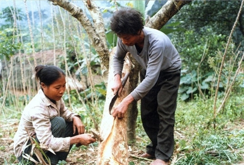 Bóc vỏ cây - một công việc thường xuyên của người Chứt Bóc vỏ cây - một công việc thường xuyên của người Chứt