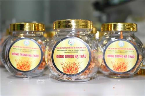 Sản phẩm Đông trùng hạ thảo sấy khô của Trung tâm Ứng dụng Tiến bộ Khoa học và Công nghệ tỉnh Gia Lai. Ảnh: Dư Toán – TTXVN. Sản phẩm Đông trùng hạ thảo sấy khô của Trung tâm Ứng dụng Tiến bộ Khoa học và Công nghệ tỉnh Gia Lai. Ảnh: Dư Toán – TTXVN.