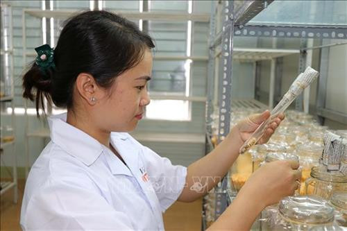Kỹ thuật viên Trung tâm Ứng dụng Tiến bộ Khoa học và Công nghệ tỉnh Gia Lai kiểm tra phôi nấm Đông trùng hạ thảo. Ảnh: Dư Toán – TTXVN. Kỹ thuật viên Trung tâm Ứng dụng Tiến bộ Khoa học và Công nghệ tỉnh Gia Lai kiểm tra phôi nấm Đông trùng hạ thảo. Ảnh: Dư Toán – TTXVN.