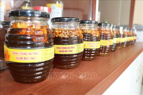 Sản phẩm Đông trùng hạ thảo ngâm mật ong của Trung tâm Ứng dụng Tiến bộ Khoa học và Công nghệ tỉnh Gia Lai. Ảnh: Dư Toán – TTXVN. Sản phẩm Đông trùng hạ thảo ngâm mật ong của Trung tâm Ứng dụng Tiến bộ Khoa học và Công nghệ tỉnh Gia Lai. Ảnh: Dư Toán – TTXVN.