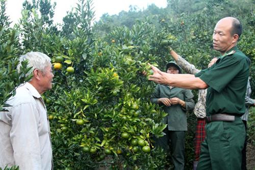 Thượng tá Trần Xuân Khánh thăm vườn quýt và hướng dẫn người dân phòng trừ sâu bệnh để đạt hiểu quả kinh tế cao. Ảnh: Việt Hoàng/TTXVN