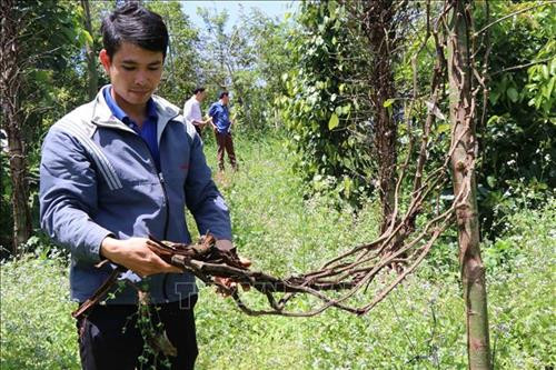 Hồ tiêu bị bệnh rễ thối đen. Ảnh: Anh Dũng – TTXVN Hồ tiêu bị bệnh rễ thối đen. Ảnh: Anh Dũng – TTXVN