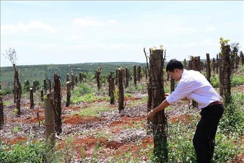 Hồ tiêu nhiễm bệnh chết trơ trụ. Ảnh: Anh Dũng – TTXVN Hồ tiêu nhiễm bệnh chết trơ trụ. Ảnh: Anh Dũng – TTXVN