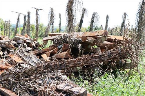 Hồ tiêu nhiễm bệnh chết trơ trụ. Ảnh: Anh Dũng - TTXVN Hồ tiêu nhiễm bệnh chết trơ trụ. Ảnh: Anh Dũng - TTXVN