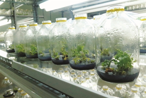 Ươm giống sâm bằng phương pháp nuôi cấy mô trong phòng thí nghiệm Ươm giống sâm bằng phương pháp nuôi cấy mô trong phòng thí nghiệm