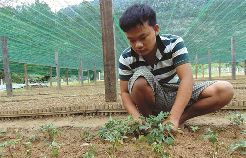 Chăm sóc sâm Ngọc Linh non cần chú ý giữ ẩm cho cây nhưng không được kéo dài thời gian tránh gây thối củ Chăm sóc sâm Ngọc Linh non cần chú ý giữ ẩm cho cây nhưng không được kéo dài thời gian tránh gây thối củ