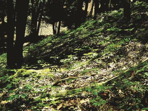 Sâm Ngọc Linh được trồng dưới những tán rừng nguyên sinh rộng với lớp đất nhiều mùn, xốp, khí hậu mát mẻ Sâm Ngọc Linh được trồng dưới những tán rừng nguyên sinh rộng với lớp đất nhiều mùn, xốp, khí hậu mát mẻ