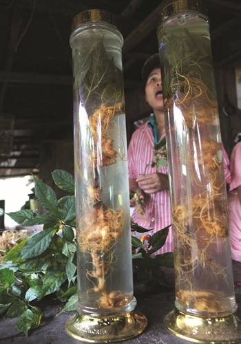 Sâm Ngọc Linh ngâm rượu càng tươi càng tốt, mỗi ngày uống một ly nhỏ có tác dụng tốt cho sức khỏe Sâm Ngọc Linh ngâm rượu càng tươi càng tốt, mỗi ngày uống một ly nhỏ có tác dụng tốt cho sức khỏe