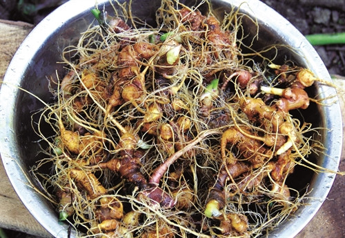 Sâm Ngọc Linh có tác dụng chống trầm cảm, chống lão hóa, phòng chống ung thư, tăng thị lực... Sâm Ngọc Linh có tác dụng chống trầm cảm, chống lão hóa, phòng chống ung thư, tăng thị lực...