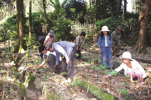 Cây sâm Ngọc Linh đã góp phần tạo công ăn việc làm, cho thu nhập cao cũng như nâng cao ý thức bảo vệ rừng của đồng bào Cây sâm Ngọc Linh đã góp phần tạo công ăn việc làm, cho thu nhập cao cũng như nâng cao ý thức bảo vệ rừng của đồng bào