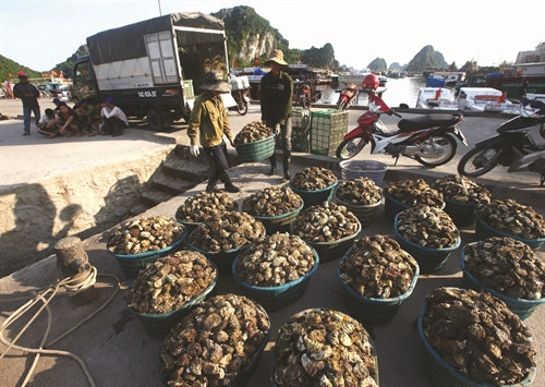 Phân loại hàu thương phẩm trước khi đưa đi tiêu thụ Phân loại hàu thương phẩm trước khi đưa đi tiêu thụ