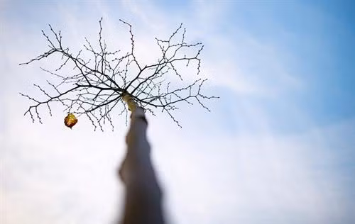 Chiếc lá "cô đơn" - chiếc lá duy nhất vẫn còn trên cây ở Kahler Asten, phía Tây nước Đức Chiếc lá "cô đơn" - chiếc lá duy nhất vẫn còn trên cây ở Kahler Asten, phía Tây nước Đức