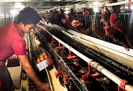 Chăn nuôi gà theo mô hình chuồng lạnh ở trang trại gà của bà Nguyễn Thị Ngọc Bông (thôn 3, xã Suối Rao, huyện Châu Đức). Ảnh:nhachannuoi.vn Chăn nuôi gà theo mô hình chuồng lạnh ở trang trại gà của bà Nguyễn Thị Ngọc Bông (thôn 3, xã Suối Rao, huyện Châu Đức). Ảnh:nhachannuoi.vn