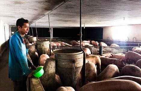 Trang trại chăn nuôi heo theo mô hình chuồng lạnh của gia đình ông Phạm Xuân Hùng (thôn 3, xã Suối Rao, huyện Châu Đức). Ảnh: nhachannuoi.vn Trang trại chăn nuôi heo theo mô hình chuồng lạnh của gia đình ông Phạm Xuân Hùng (thôn 3, xã Suối Rao, huyện Châu Đức). Ảnh: nhachannuoi.vn