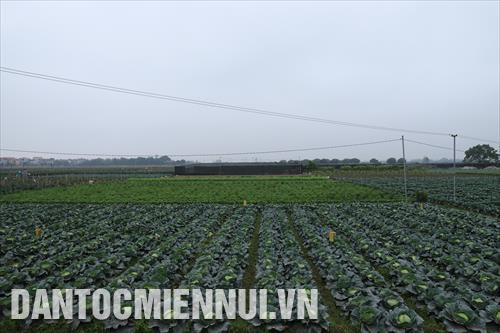 Hợp tác xã rau an toàn Văn Đức quản lý gần 285 ha đất canh tác nông nghiệp, trong đó diện tích trồng rau là 250 ha.