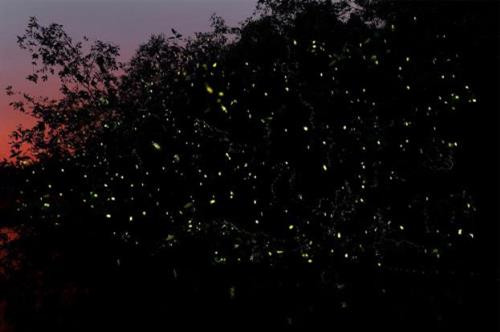 Min Fireflies Garden – Vườn đom đóm, cách trung tâm 30 phút lái xe cũng là điểm đến hấp dẫn khi đến với Kota Bharu. Chèo thuyền len lỏi qua con rạch nhỏ để ngắm đàn đom đóm lập lòe trong bóng tối sẽ là một trong những trải nghiệm khó quên trong đời. Min Fireflies Garden – Vườn đom đóm, cách trung tâm 30 phút lái xe cũng là điểm đến hấp dẫn khi đến với Kota Bharu. Chèo thuyền len lỏi qua con rạch nhỏ để ngắm đàn đom đóm lập lòe trong bóng tối sẽ là một trong những trải nghiệm khó quên trong đời.