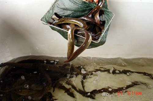 Giống cá Chình bông vàng