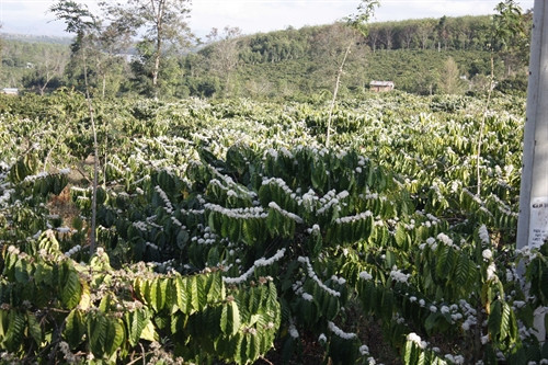 Một rừng hoa Hoa cà phê đua sắc