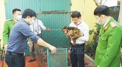 Cá thể khỉ mặt đỏ quý hiếm được người dân tự nguyện giao nộp cho cơ quan chức năng tỉnh Quảng Bình. Ảnh: TTXVN phát Cá thể khỉ mặt đỏ quý hiếm được người dân tự nguyện giao nộp cho cơ quan chức năng tỉnh Quảng Bình. Ảnh: TTXVN phát