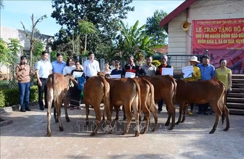 Trao bò giống sinh sản cho hộ nghèo đồng bào dân tộc thiểu số. Ảnh: Hoài Thu - TTXVN