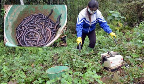 Hành động kích giun như thế này là tàn phá môi trường, cần bị lên án Nguồn ảnh: nongnghiep.vn Hành động kích giun như thế này là tàn phá môi trường, cần bị lên án Nguồn ảnh: nongnghiep.vn