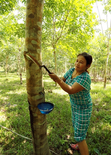 Nông dân huyện miền núi Nam Đông thu hoạch mủ cao su.