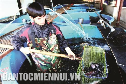 Nuôi cá hồi vân cần chế độ giám sát thường xuyên, ghi chép hàng ngày về chế độ nước, ăn, dùng thuốc.... Ảnh: Vũ Sinh Nuôi cá hồi vân cần chế độ giám sát thường xuyên, ghi chép hàng ngày về chế độ nước, ăn, dùng thuốc.... Ảnh: Vũ Sinh