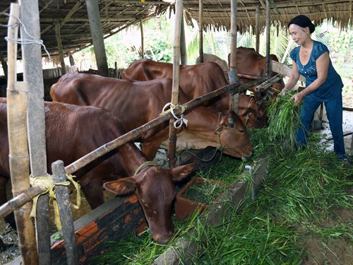 Hộ nông dân Đặng Tấn Tài ở ấp Tân Quới Tây, xã Trường An, TP Vĩnh Long được Hội Nông dân tỉnh hỗ trợ vay vốn nuôi bò thịt, phát huy hiệu quả. Hộ nông dân Đặng Tấn Tài ở ấp Tân Quới Tây, xã Trường An, TP Vĩnh Long được Hội Nông dân tỉnh hỗ trợ vay vốn nuôi bò thịt, phát huy hiệu quả.