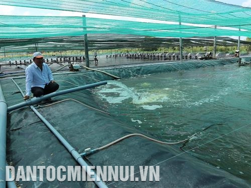 Hệ thống nước tuần hoàn đảm bảo nước đủ tiêu chuẩn cho quá trình nuôi tôm hai giai đoạn Hệ thống nước tuần hoàn đảm bảo nước đủ tiêu chuẩn cho quá trình nuôi tôm hai giai đoạn