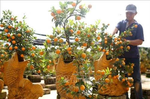 Chị Hường (xã Tân Tiến, huyện Văn Giang) chăm sóc quất cảnh phục vụ dịp Tết Nguyên đán Canh Tý 2020. Ảnh: Minh Quyết – TTXVN Một cây bưởi cảnh có giá trung bình khoảng 1 – 4 triệu đồng/cây được chăm sóc cẩn thận trước khi vận chuyển cho khách hàng. Ảnh: Minh Quyết – TTXVN Quất cảnh, bưởi cảnh Văn Giang sẵn sàng phục vụ thị trường dịp Tết Nguyên đán Canh Tý 2020. Ảnh: Minh Quyết – TTXVN Chủ vườn sẵn sàng phục vụ theo thị hiếu của khách hàng, giá 1 cây quất cảnh này giao động từ đến 1,5 – 1,7 triệu đồng. Ảnh: Minh Quyết – TTXVN Vận chuyển bưởi cảnh cho khách tại vườn của hộ gia đình chị Hường (xã Tân Tiến, huyện Văn Giang). Ảnh: Minh Quyết - TTXVN Quất cảnh Văn Giang được chăm sóc kỹ lưỡng, sẵn sàng phục vụ thị trường Tết Nguyên đán Canh Tý 2020. Ảnh: Minh Quyết - TTXVN Những cánh đồng quất cảnh xã Tân Tiến, huyện Văn Giang sẵn sàng phục vụ dịp Tết Nguyên đán Canh Tý 2020. Ảnh: Minh Quyết – TTXVN Chị Hường (xã Tân Tiến, huyện Văn Giang) chăm sóc những gốc bưởi sẵn sàng phục vụ thị trường Tết Nguyên đán, giá bán trung bình từ 1 – 4 triệu đồng/cây. Ảnh: Minh Quyết – TTXVN Quất Văn Giang đa dạng về chủng loại, giá quất cảnh trồng trong bình hình cá chép có giá từ 1 - 1,5 triệu đồng/cây. Ảnh: Minh Quyết – TTXVN Những cánh đồng quất cảnh xã Tân Tiến, huyện Văn Giang sẵn sàng phục vụ dịp Tết Nguyên đán Canh Tý 2020. Ảnh: Minh Quyết – TTXVN Khách đến mua quất cảnh tại xã Tân Tiến, huyện Văn Giang. Ảnh: Minh Quyết – TTXVN Quất Văn Giang đa dạng về chủng loại. Ảnh: Minh Quyết – TTXVN Chị Hường (xã Tân Tiến, huyện Văn Giang) chăm sóc quất cảnh phục vụ dịp Tết Nguyên đán Canh Tý 2020. Ảnh: Minh Quyết – TTXVN Một cây bưởi cảnh có giá trung bình khoảng 1 – 4 triệu đồng/cây được chăm sóc cẩn thận trước khi vận chuyển cho khách hàng. Ảnh: Minh Quyết – TTXVN Quất cảnh, bưởi cảnh Văn Giang sẵn sàng phục vụ thị trường dịp Tết Nguyên đán Canh Tý 2020. Ảnh: Minh Quyết – TTXVN Chủ vườn sẵn sàng phục vụ theo thị hiếu của khách hàng, giá 1 cây quất cảnh này giao động từ đến 1,5 – 1,7 triệu đồng. Ảnh: Minh Quyết – TTXVN Vận chuyển bưởi cảnh cho khách tại vườn của hộ gia đình chị Hường (xã Tân Tiến, huyện Văn Giang). Ảnh: Minh Quyết - TTXVN Quất cảnh Văn Giang được chăm sóc kỹ lưỡng, sẵn sàng phục vụ thị trường Tết Nguyên đán Canh Tý 2020. Ảnh: Minh Quyết - TTXVN Những cánh đồng quất cảnh xã Tân Tiến, huyện Văn Giang sẵn sàng phục vụ dịp Tết Nguyên đán Canh Tý 2020. Ảnh: Minh Quyết – TTXVN Chị Hường (xã Tân Tiến, huyện Văn Giang) chăm sóc những gốc bưởi sẵn sàng phục vụ thị trường Tết Nguyên đán, giá bán trung bình từ 1 – 4 triệu đồng/cây. Ảnh: Minh Quyết – TTXVN Quất Văn Giang đa dạng về chủng loại, giá quất cảnh trồng trong bình hình cá chép có giá từ 1 - 1,5 triệu đồng/cây. Ảnh: Minh Quyết – TTXVN Những cánh đồng quất cảnh xã Tân Tiến, huyện Văn Giang sẵn sàng phục vụ dịp Tết Nguyên đán Canh Tý 2020. Ảnh: Minh Quyết – TTXVN Khách đến mua quất cảnh tại xã Tân Tiến, huyện Văn Giang. Ảnh: Minh Quyết – TTXVN Quất Văn Giang đa dạng về chủng loại. Ảnh: Minh Quyết – TTXVN