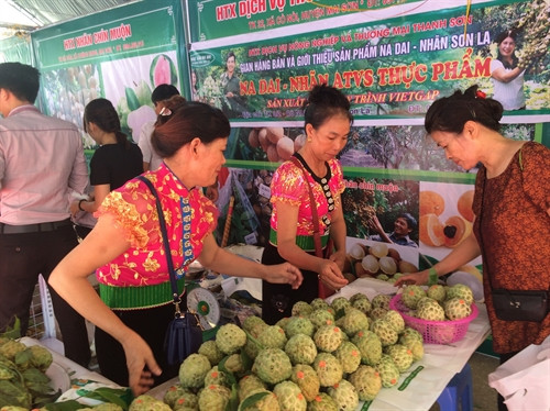 Na dai Mai Sơn ảnh 2