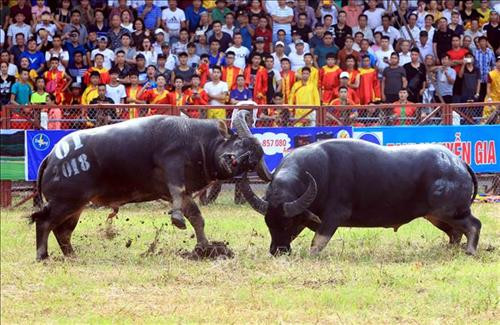 Lễ hội chọi trâu Đồ Sơn năm 2018 ảnh 7 Lễ hội chọi trâu Đồ Sơn năm 2018 ảnh 7