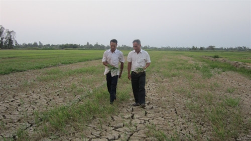 Nông dân Nguyễn Công Thanh (trái) trồng 1 ha lúa tại huyện Ba Tri (Bến Tre) chia sẻ với đại diện chính quyền địa phương về tình trạng lúa chết. Nông dân Nguyễn Công Thanh (trái) trồng 1 ha lúa tại huyện Ba Tri (Bến Tre) chia sẻ với đại diện chính quyền địa phương về tình trạng lúa chết.