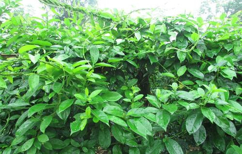 Kỹ thuật trồng dây thìa canh không khó, chăm sóc lại cực kỳ đơn giản. Ảnh: vietq.vn Kỹ thuật trồng dây thìa canh không khó, chăm sóc lại cực kỳ đơn giản. Ảnh: vietq.vn