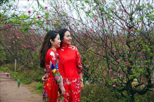 Người dân thích thú ngắm hoa đào nở sớm tại vườn hoa Nhật Tân, quận Tây Hồ. Ảnh Tuấn Đức - TTXVN