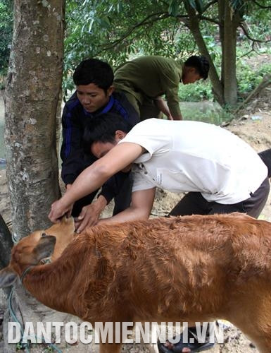 Thường xuyên kiểm tra tình trạng sức khỏe của vật nuôi nhằm phát hiện bệnh kịp thời. Ảnh: Bang Nhiệm