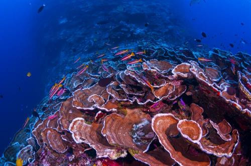 Một quần thể rạn san hô. Ảnh: jcu.edu.au Một quần thể rạn san hô. Ảnh: jcu.edu.au