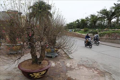 Đào Nhật Tân sẵn sàng cho Tết Canh Tý 2020 ảnh 6 Đào Nhật Tân sẵn sàng cho Tết Canh Tý 2020 ảnh 6