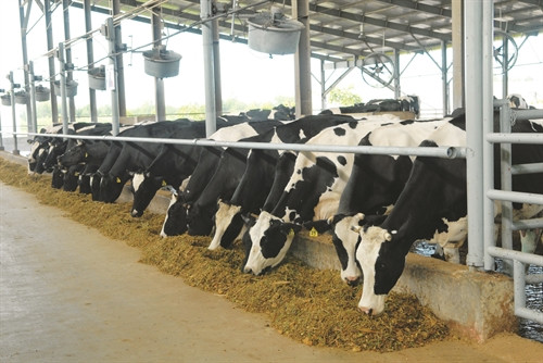 Chăn nuôi bò sữa theo quy trình công nghệ cao của I-xra-en (Ảnh: Mạnh Linh - Phương Vi)