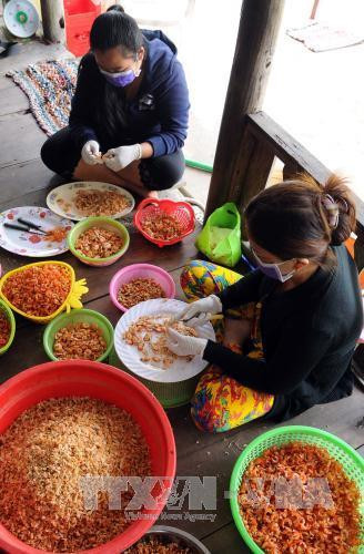 Sơ chế tôm khô tại HTX Tân Phát Lợi, xã Tân Ân Tây, huyện Ngọc Hiển. Ảnh: An Hiếu – TTXVN Sơ chế tôm khô tại HTX Tân Phát Lợi, xã Tân Ân Tây, huyện Ngọc Hiển. Ảnh: An Hiếu – TTXVN