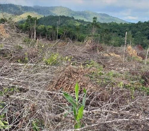 Diện tích rừng bị tàn phá tại khoảnh 3, Tiểu khu 1396, xã Chư Drăng, huyện Krông Pa. Ảnh: Hồng Điệp - TTXVN Diện tích rừng bị tàn phá tại khoảnh 3, Tiểu khu 1396, xã Chư Drăng, huyện Krông Pa. Ảnh: Hồng Điệp - TTXVN