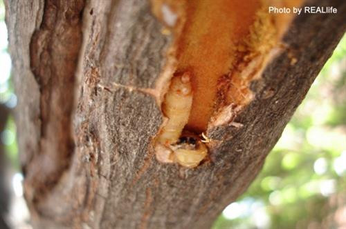 Sâu Bore là nhóm nguy hiểm nhất hại cây họ cam. Ảnh: caygiong.org Sâu Bore là nhóm nguy hiểm nhất hại cây họ cam. Ảnh: caygiong.org