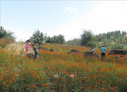 Cảnh quan khu vực quanh hồ Noong U là các vườn hoa đua nhau khoe sắc. Ảnh: Xuân Tiến – TTXVN Cảnh quan khu vực quanh hồ Noong U là các vườn hoa đua nhau khoe sắc. Ảnh: Xuân Tiến – TTXVN