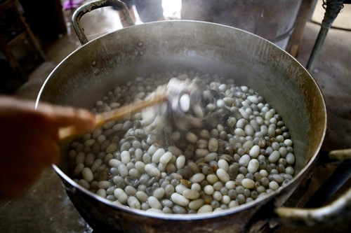 Khâu luộc kén để chuẩn bị kéo tơ .