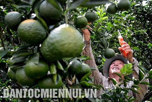 Anh Huỳnh Công Chánh chăm sóc vườn cam chuẩn bị thu hoạch. Ảnh: Công Mạo