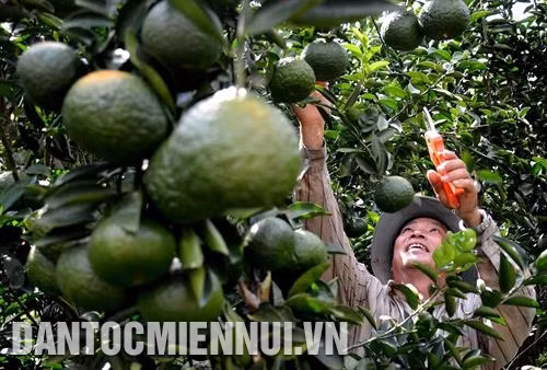 Anh Huỳnh Công Chánh chăm sóc vườn cam chuẩn bị thu hoạch. Ảnh: Công Mạo