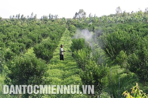 Vườn cam của gia đình anh Huỳnh Công Chánh ở ấp Tân Trung, xã Tà Đảnh đã tạo công ăn, việc làm cho 8 lao động địa phương với mức lương 6 triệu đồng/người/tháng. Ảnh: Công Mạo