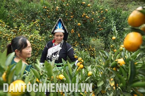 Gia đình chị Cồ Thị Phương, người dân tộc Pa Dí ở thôn Chúng Chải B, thị trấn Mường Khương trồng hơn 3.000 cây quýt, mỗi năm thu lãi 40 triệu đồng. Ảnh: Hoàng Hà