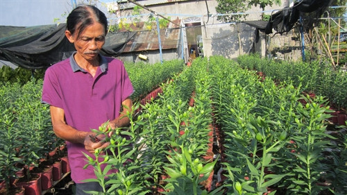 Ông Trần Văn Tiếp, chủ vườn hoa 4000m2 tại ấp Khánh Hòa, xã Tân Khánh Đông, thành phố Sa Đéc (tỉnh Đồng Tháp) chăm sóc hoa lyly nhập khẩu từ Hà Lan